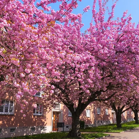 Kirschbluete Mit Balkon Апартаменты Хемниц